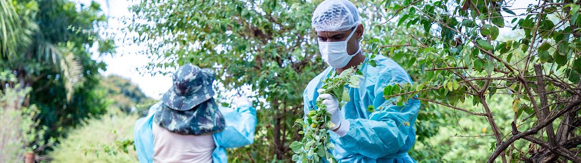 Cultivo na fazenda da Papuda viabiliza produção de mais de 50 mil fitoterápicos