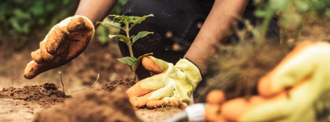 Boas práticas que proporcionam sustentabilidade e oportunidades na agricultura