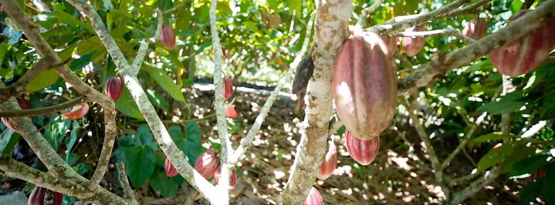 Fundo vai financiar pequenos agricultores de cacau na Bahia e no Pará 