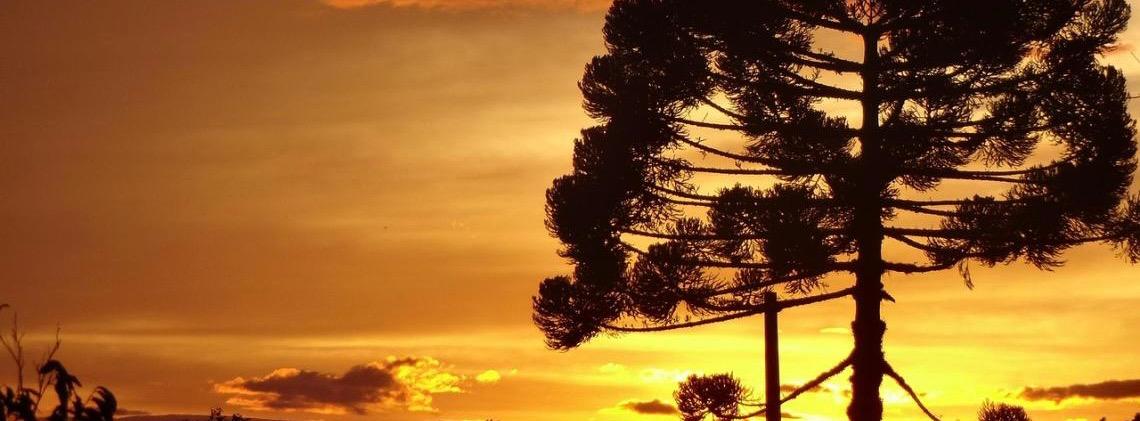 Embrapa faz clones de araucária de 700 anos que caiu em vendaval no Paraná