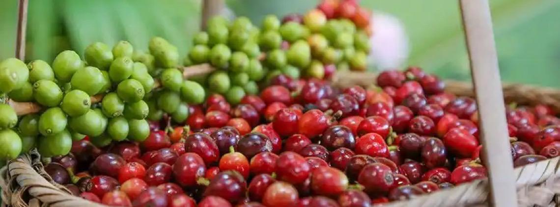 Café de Yunnan: o cartão de visita da China para o mundo