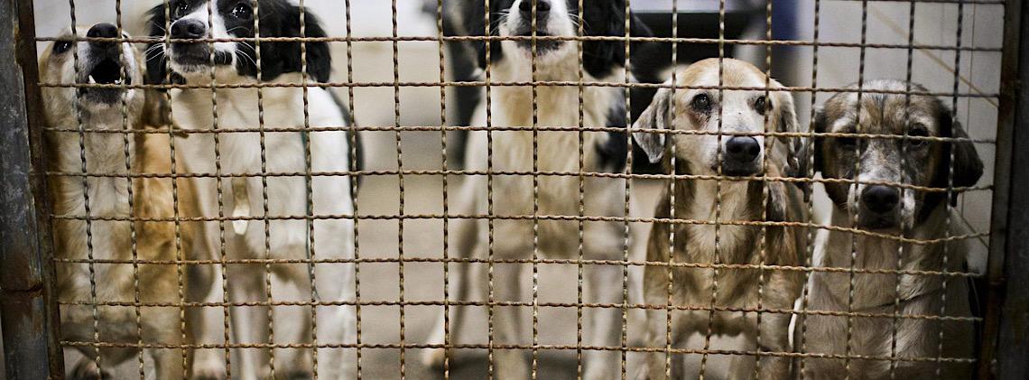 Iniciativa promove conscientização sobre bem-estar animal em escola da Estrutural