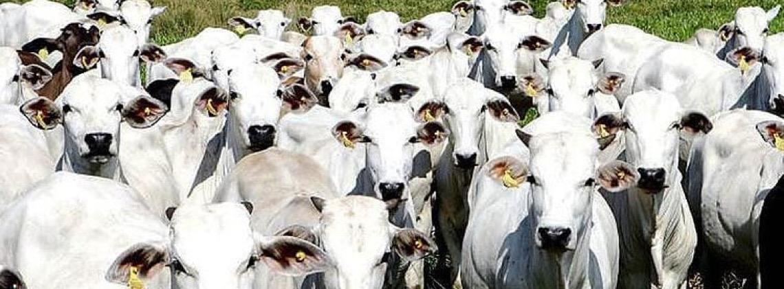 Japão decide enviar experts ao Brasil, primeiro passo para abrir seu mercado à carne
