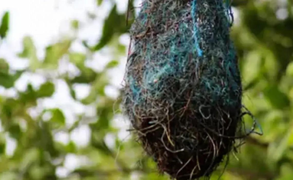Poluição: no Brasil, aves estão fazendo ninhos com resíduos plásticos