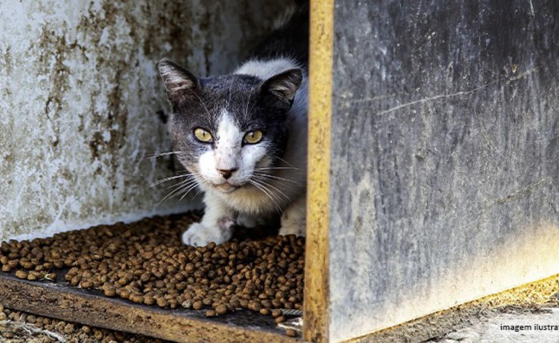 Justiça decreta prisão preventiva de investigado em crimes de maus-tratos contra animais