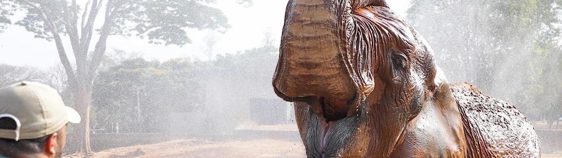 Visitas guiadas no Zoológico de Brasília e festivais marcam a agenda cultural do fim de semana