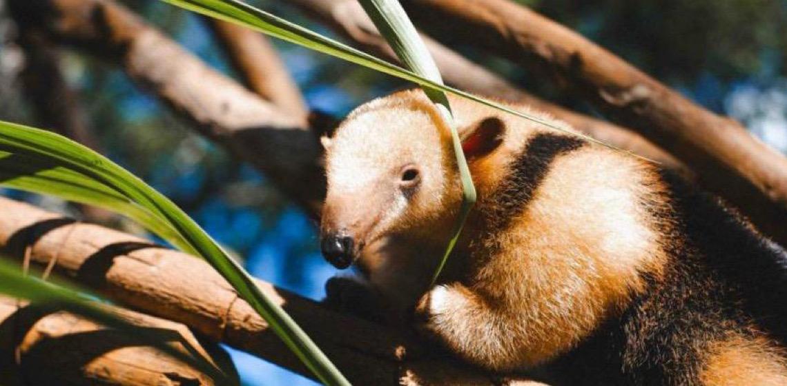 Paçoca é o nome do novo filhote de tamanduá-mirim do Zoo