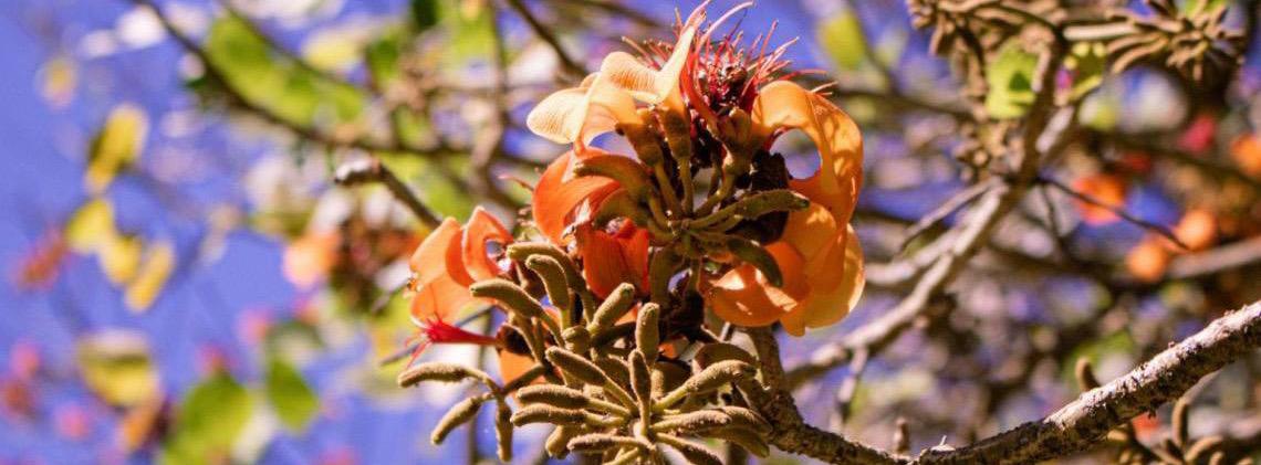 Lançado livro sobre a conservação do Cerrado no Caminho de Cora Coralina