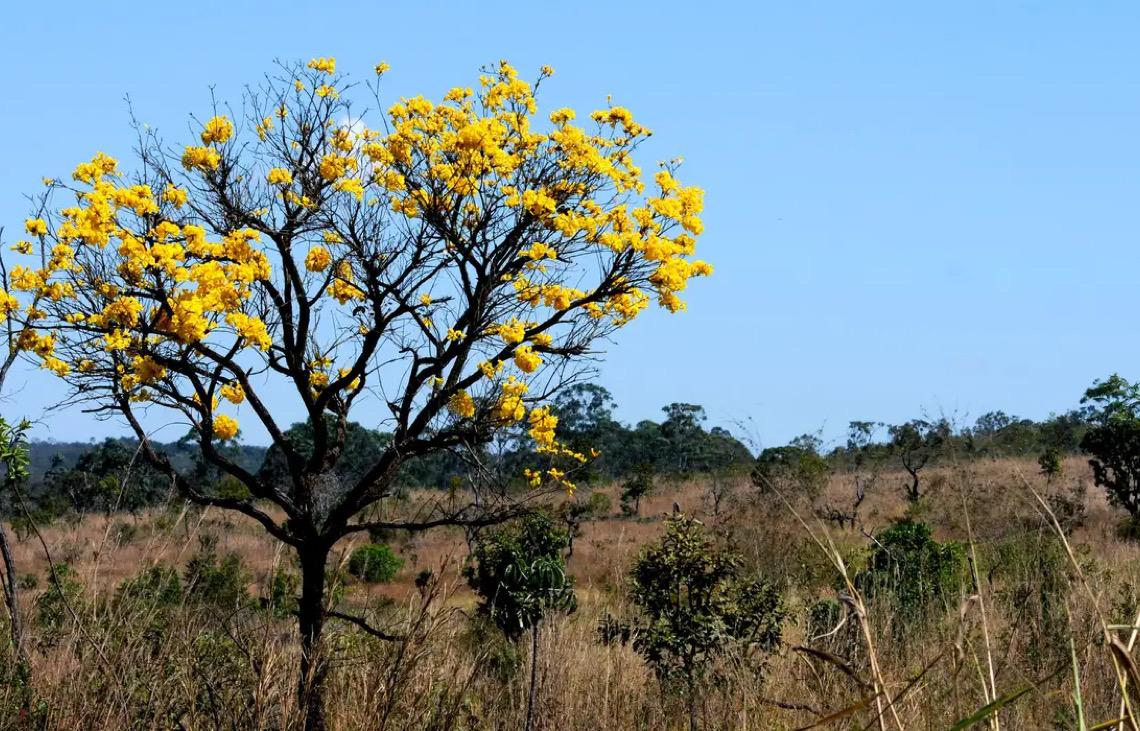 Brasil atrasa projeto e pode perder R$ 145 milhões de fundo internacional para o cerrado