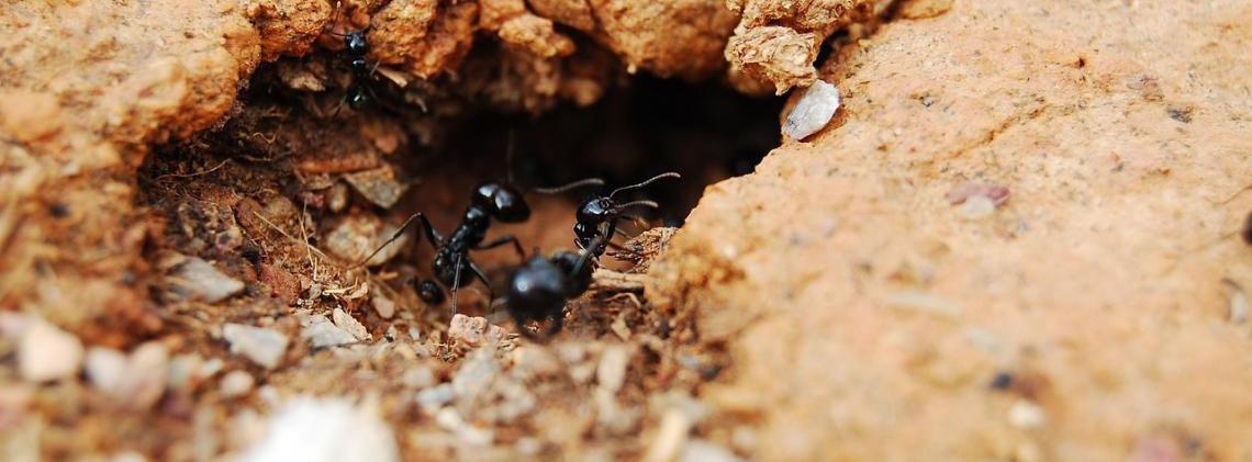 Formiga mais antiga já encontrada viveu no Nordeste do Brasil