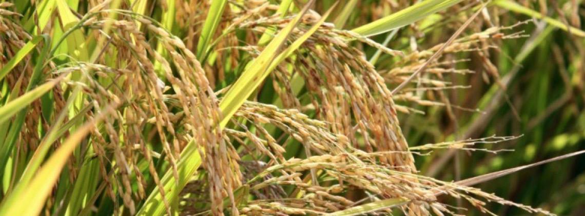Produtores de arroz podem antecipar venda à Conab para garantir preço mínimo
