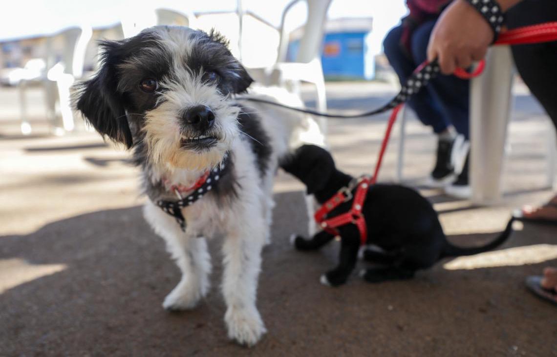 Livro infantil é lançado pelo Detran-DF para ensinar cuidados no transporte de pets
