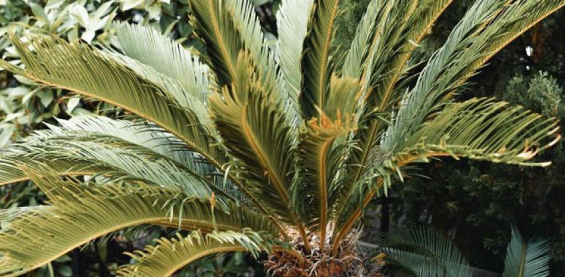 Como a morte do labrador Pudim acende alerta para plantas tóxicas
