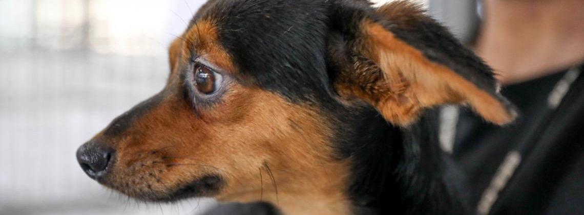 Cães estão à espera de um novo lar na Zoonoses do Distrito Federal