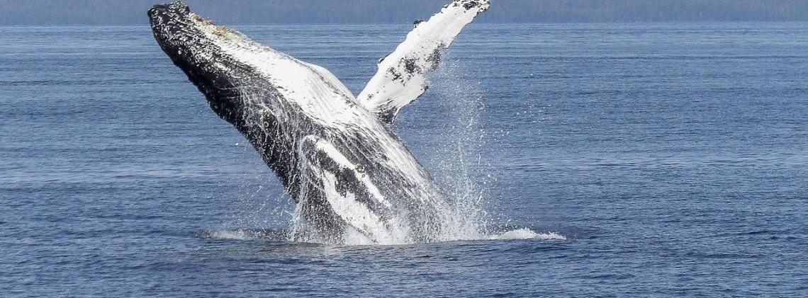 Em São Paulo, Ilhabela registra primeiras passagens de baleia-jubarte em 2025