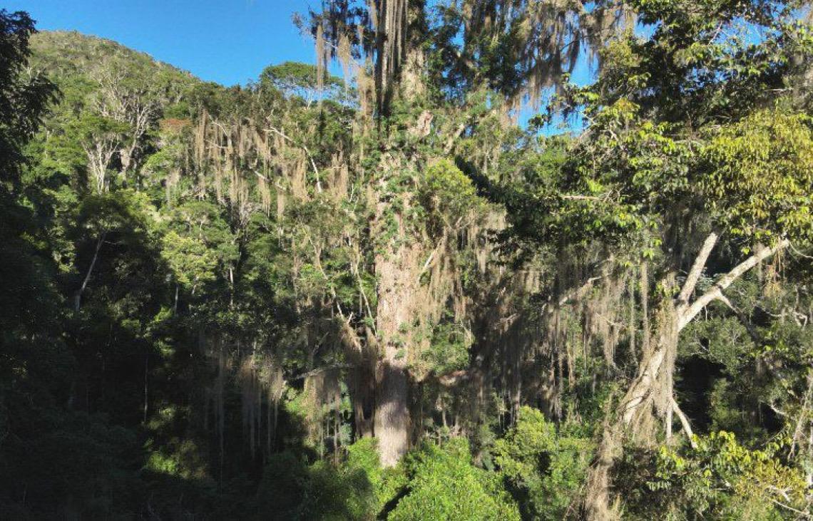 Maior jequitibá-rosa da Mata Atlântica é encontrado em reserva protegida pelo ICMBio