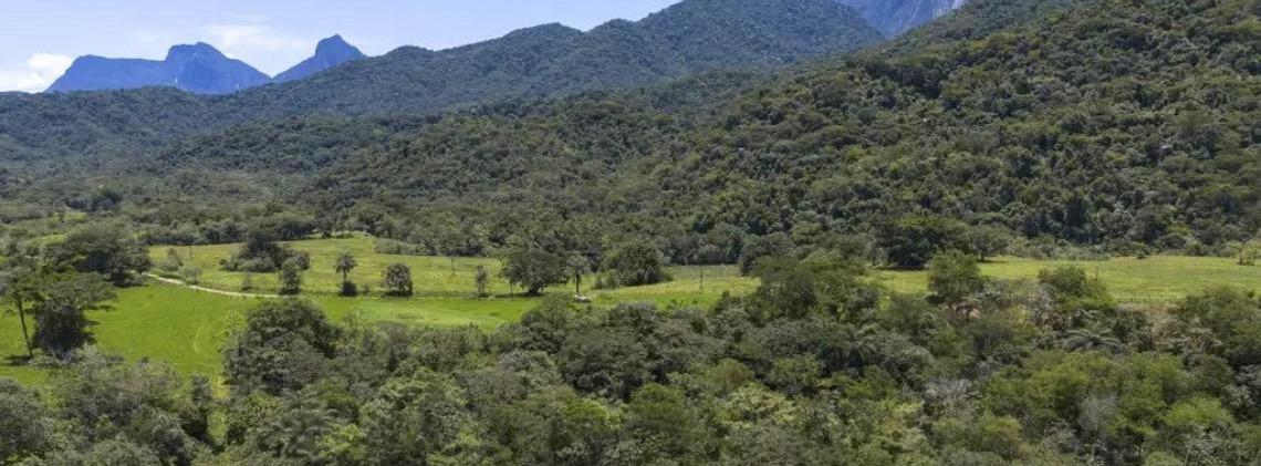 Mata atlântica tem redução no desmatamento e perdas por desastres climáticos