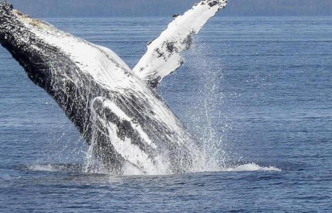 Em São Paulo, Ilhabela registra primeiras passagens de baleia-jubarte em 2025