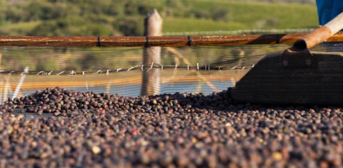 Luckin Coffee trará mais café brasileiro de alta qualidade aos consumidores chineses