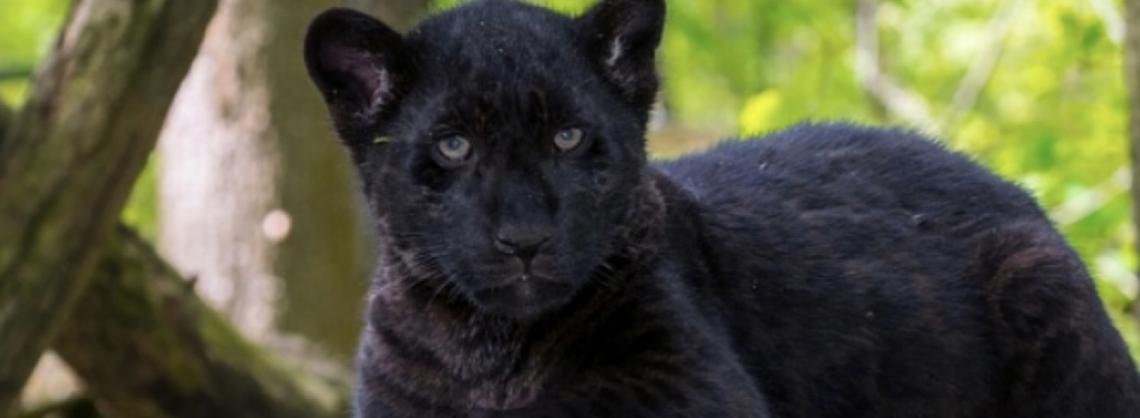Filhotes de jaguar nascem em zoológico brasileiro