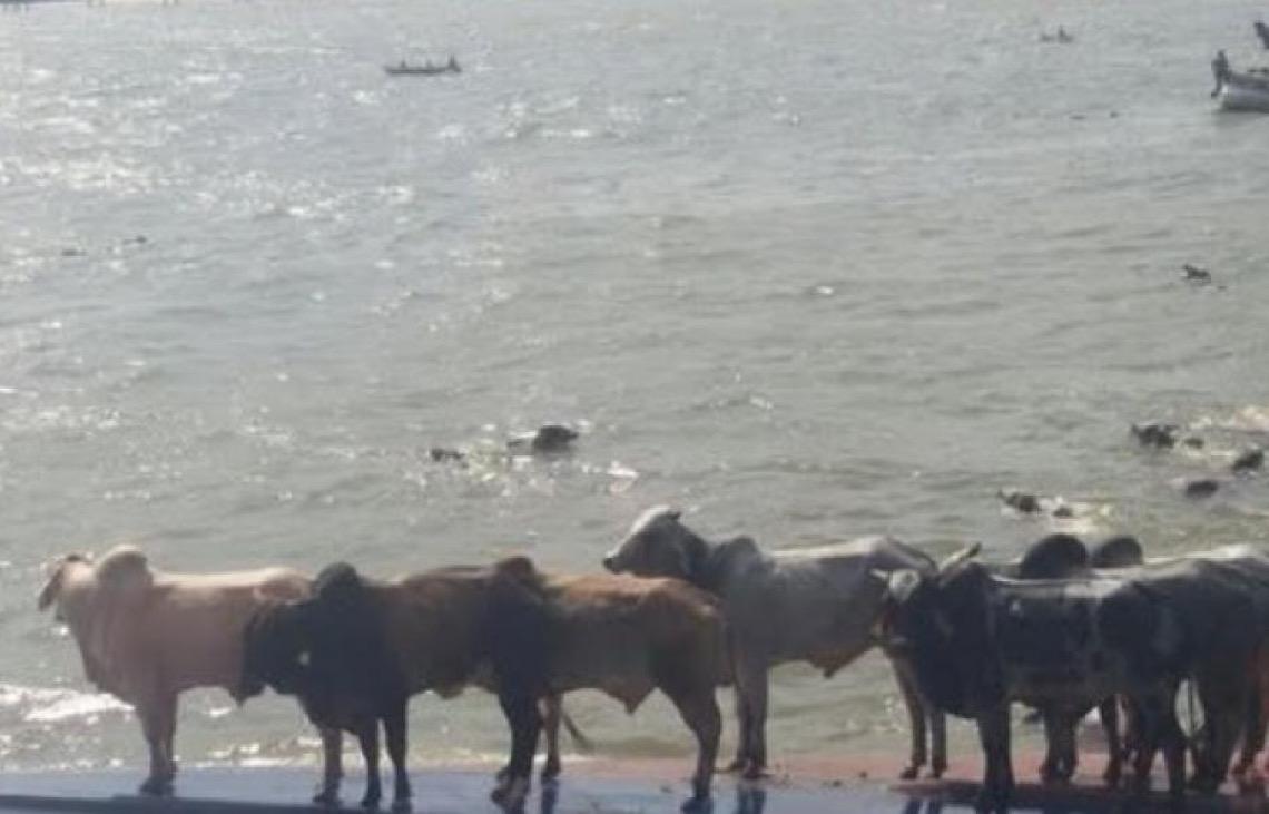 Dez anos após naufrágio com 4,9 mil bois no Pará, navio segue submerso e ribeirinhos pedem reparação