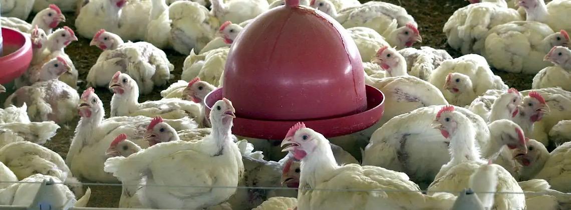 China, UE e Argentina suspendem compras de carne de frango do Brasil 