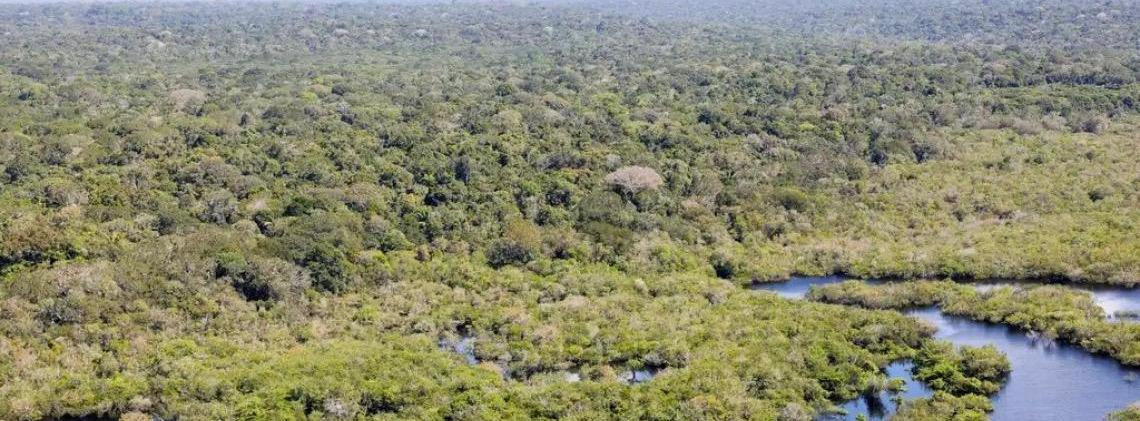 Cientistas fazem mapeamento genético para recuperar mangues amazônicos