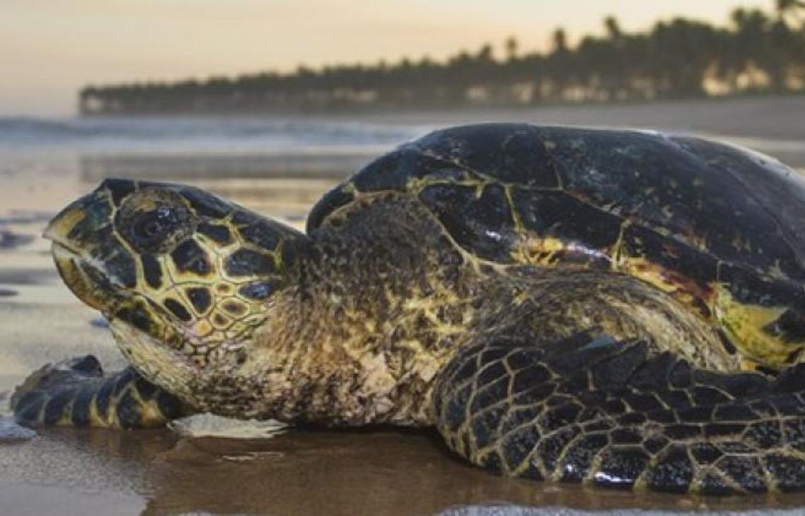 O Brasil turístico é o que conserva e cuida da nossa biodiversidade