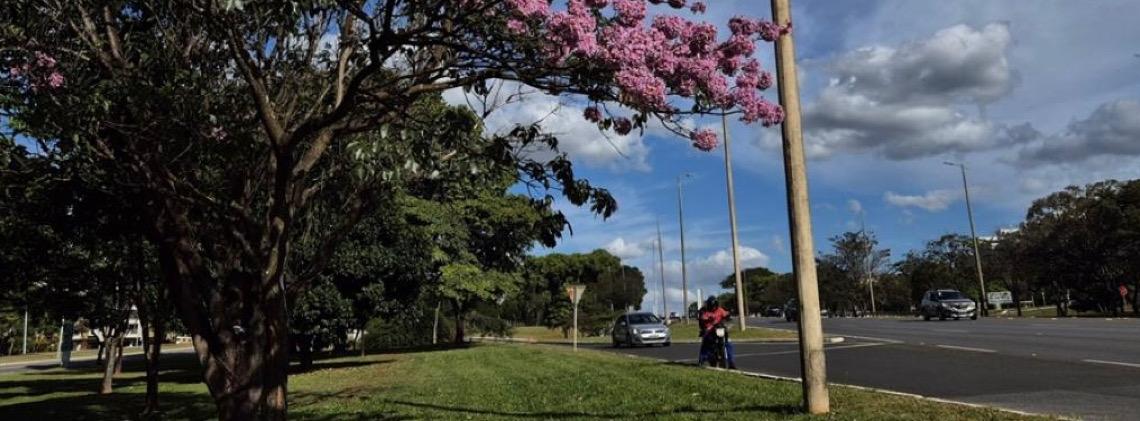 Começa a temporada dos ipês-roxos no Distrito Federal