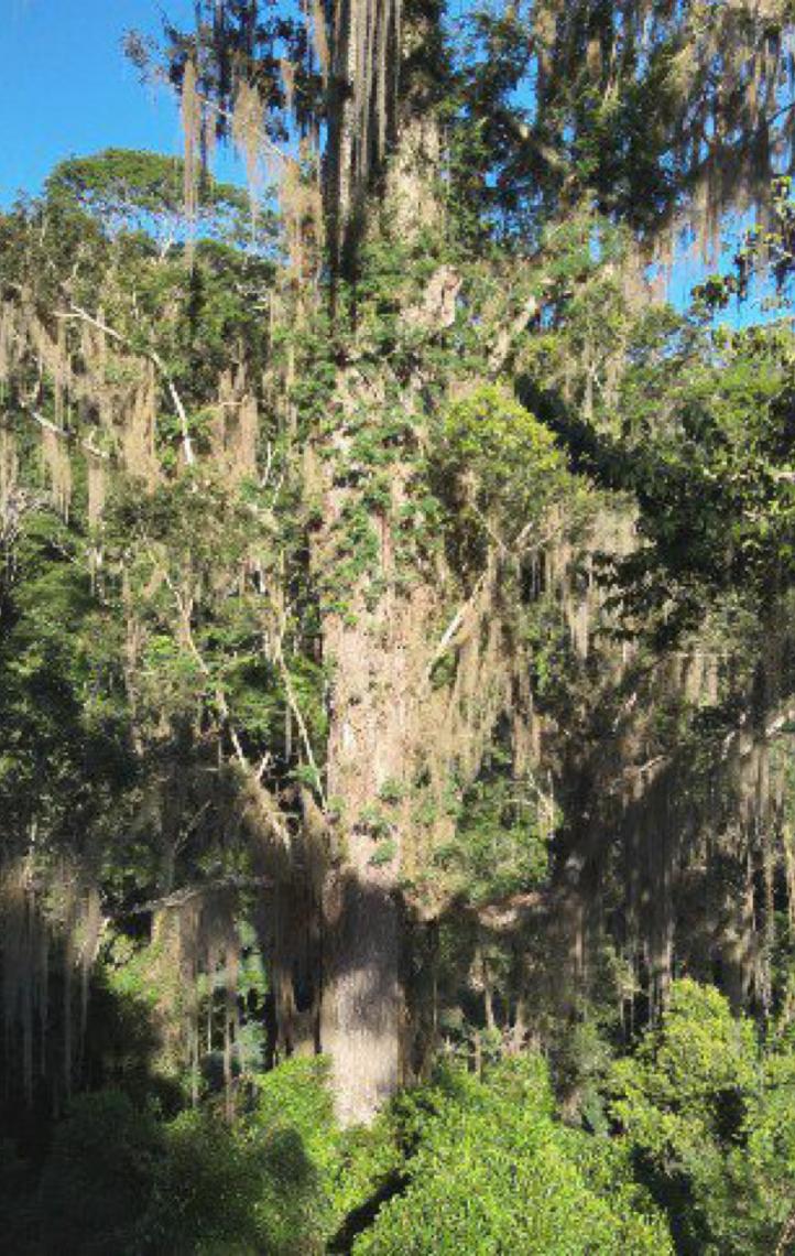 Pesquisadores encontram árvore mais alta da mata atlântica em reserva de MG