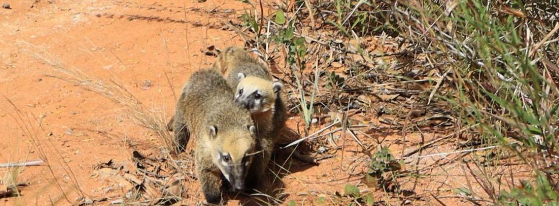 Um cachorro-do-mato e três quatis reabilitados são devolvidos à natureza