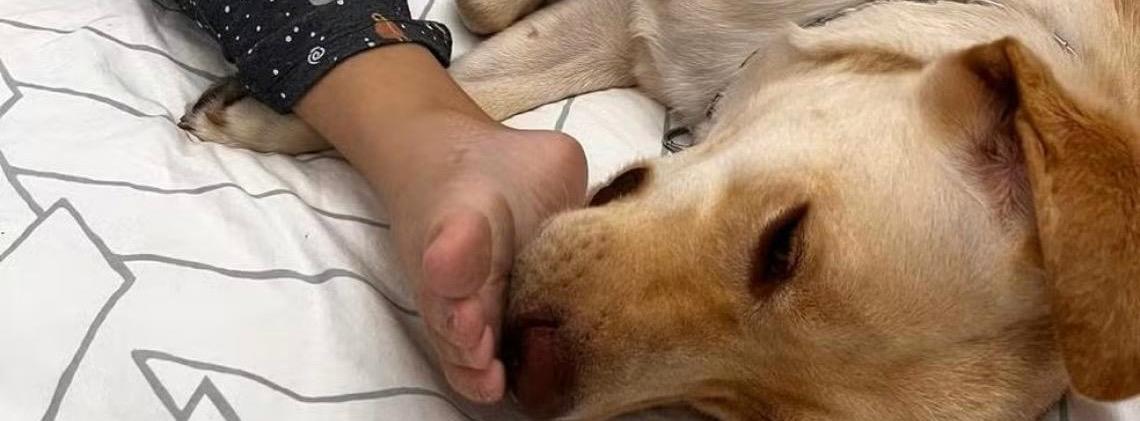 Teddy: Cão de apoio de menina autista chega a Portugal após impasse com aérea