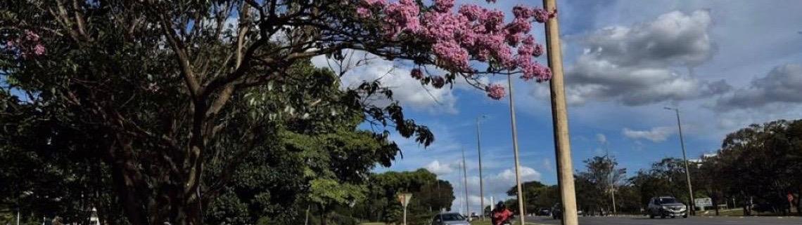 Começa a temporada dos ipês-roxos no Distrito Federal