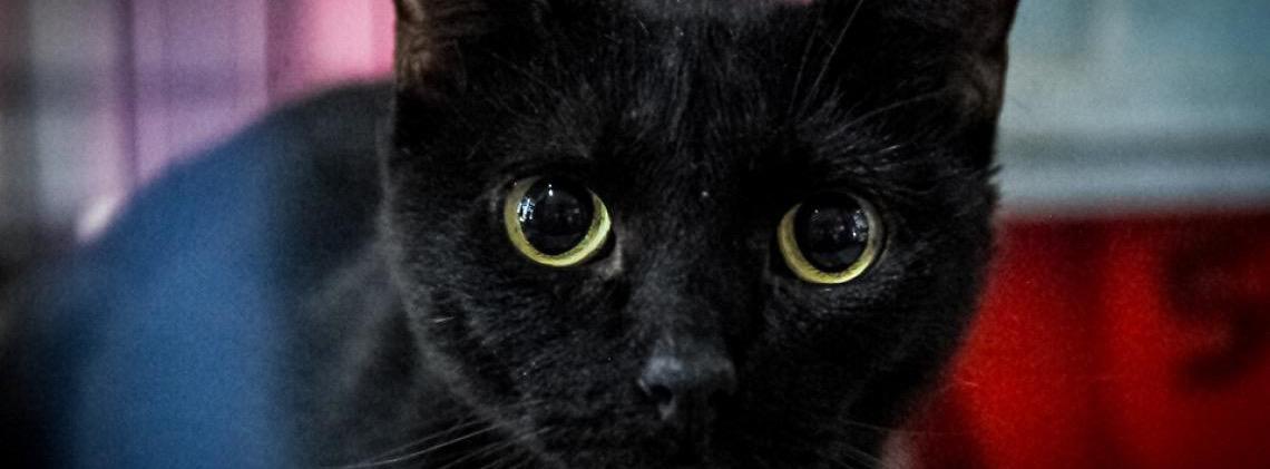 Cadastro Mais Protetor vai mapear atuação de protetores de cães e gatos no DF