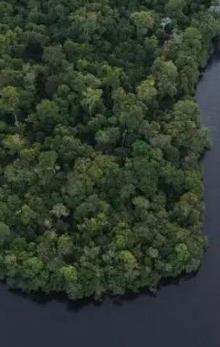 Florestas públicas não destinadas são ameaçadas por crimes ambientais