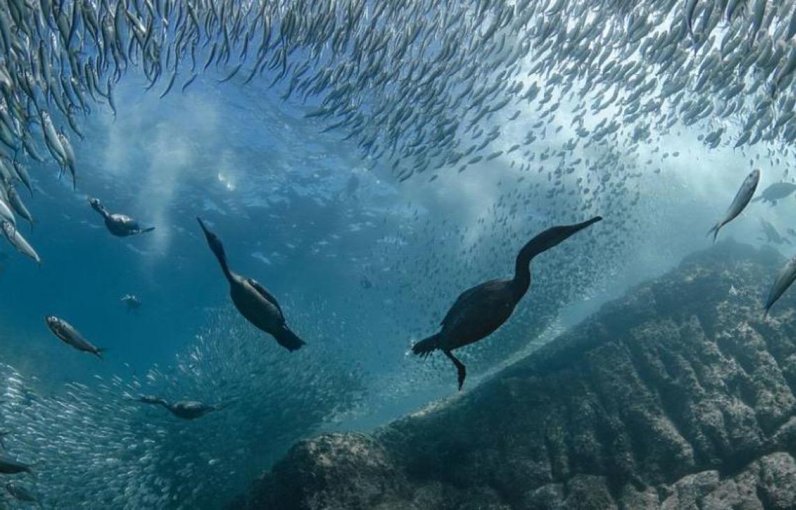 Conferência dos Oceanos da ONU termina, na França, com série de compromissos