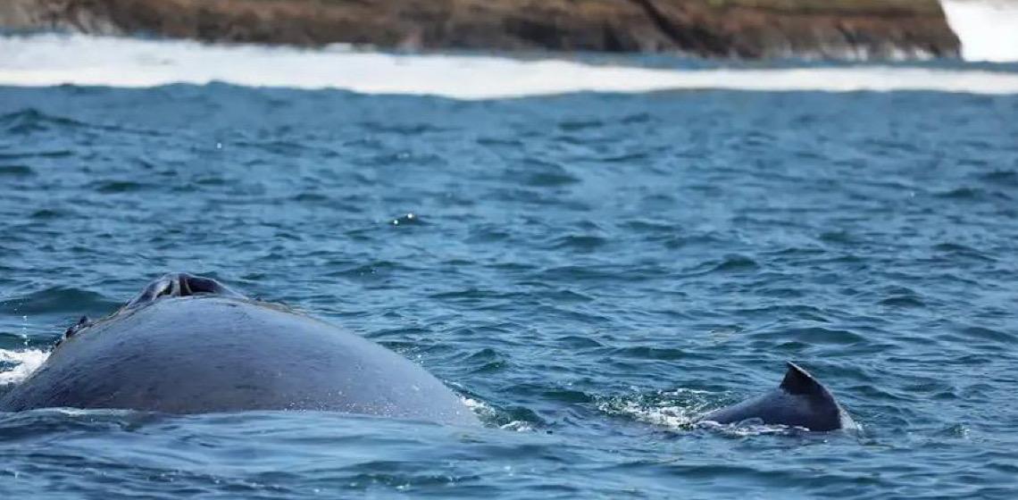Migração de baleias-jubarte tem expectativa de recorde de avistamentos em SP