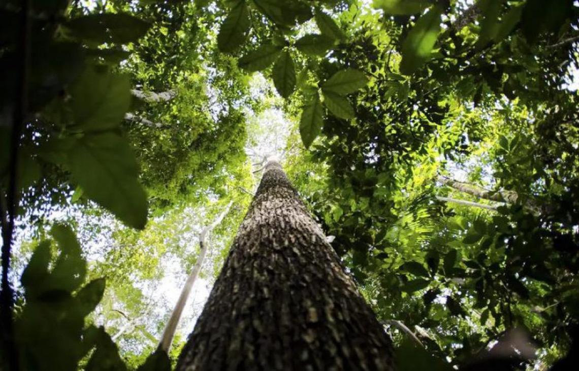 Fundo Amazônia tem melhor semestre da história com R$ 1 bilhão em aprovações