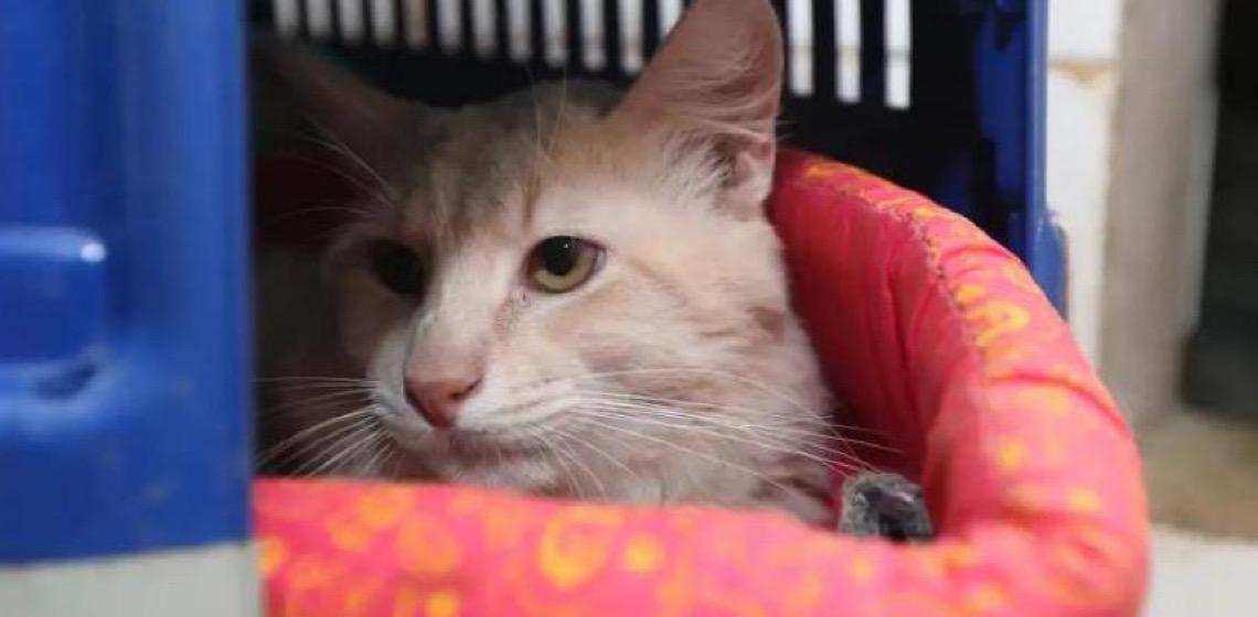 Castra-DF oferece mil vagas para castração gratuita de cães e gatos em Taguatinga