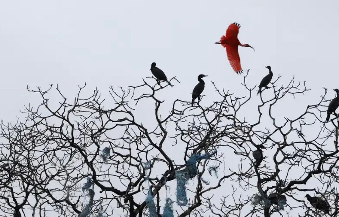 Mais de 500 espécies de aves estarão em risco de extinção em 100 anos