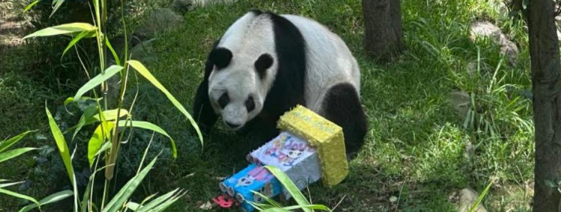 Panda gigante na Cidade do México comemora 35 anos sendo a mais velha fora da China