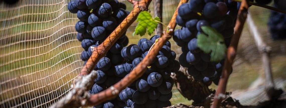 Vinhos de inverno no Cerrado: O DF como nova fronteira da vitivinicultura nacional