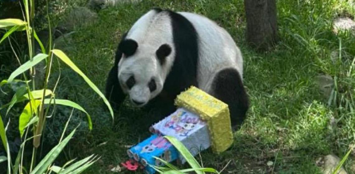 Panda gigante na Cidade do México comemora 35 anos sendo a mais velha fora da China