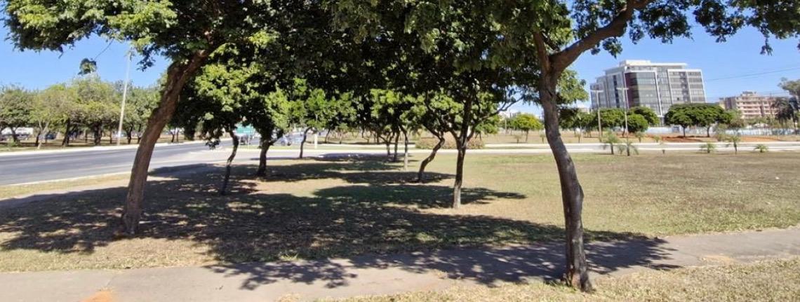 Árvore que dá nome ao país, pau-brasil mostra boa adaptação no Distrito Federal