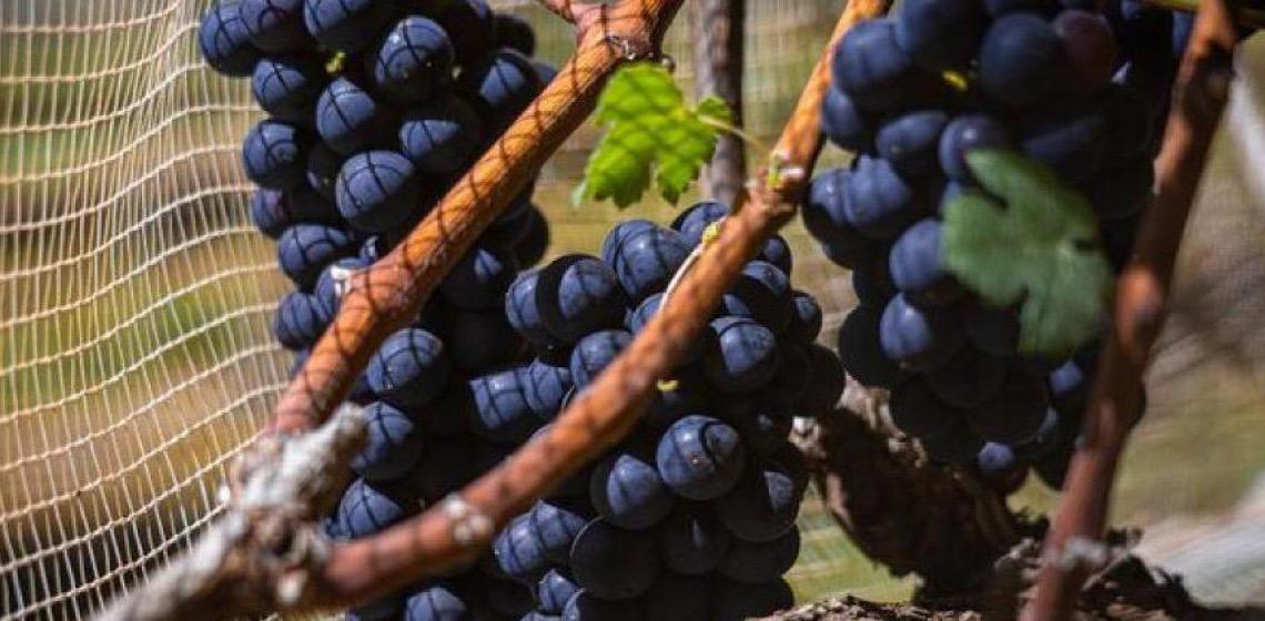Vinhos de inverno no Cerrado: O DF como nova fronteira da vitivinicultura nacional