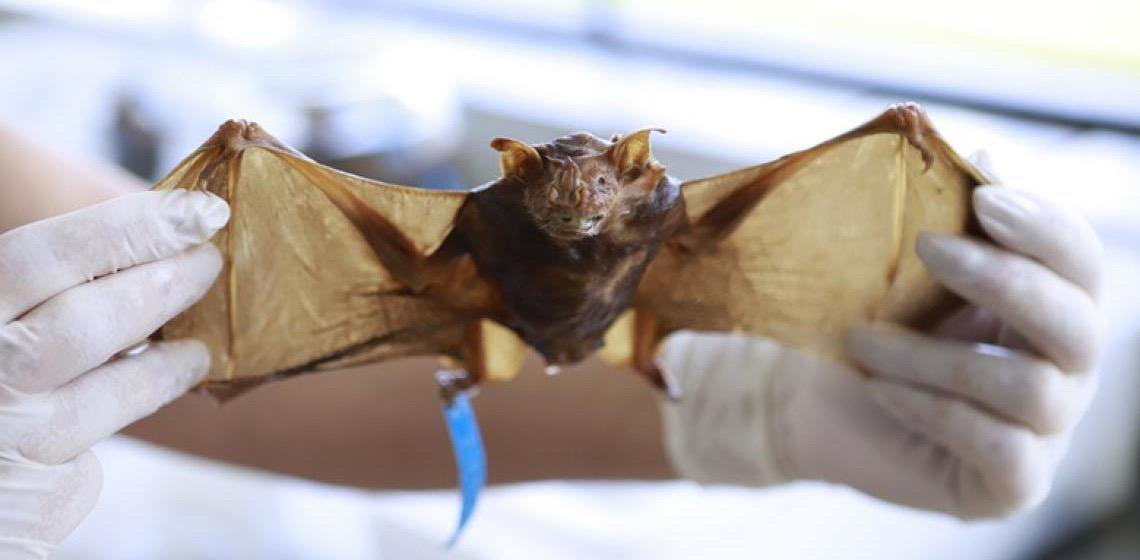 População deve tomar cuidado ao lidar com animais silvestres com raiva