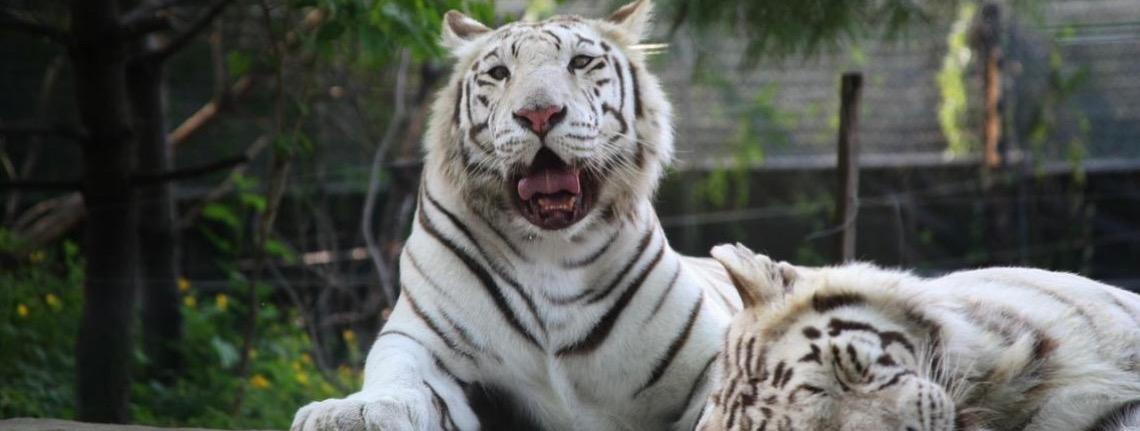 Três tigres brancos raros nascem em zoológico de Cotia em SP