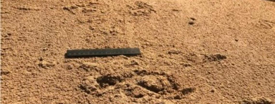 Encontradas pela 1ª vez em Portugal pegadas de neandertais de mais de 70 mil anos