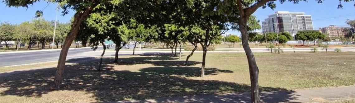 Árvore que dá nome ao país, pau-brasil mostra boa adaptação no Distrito Federal