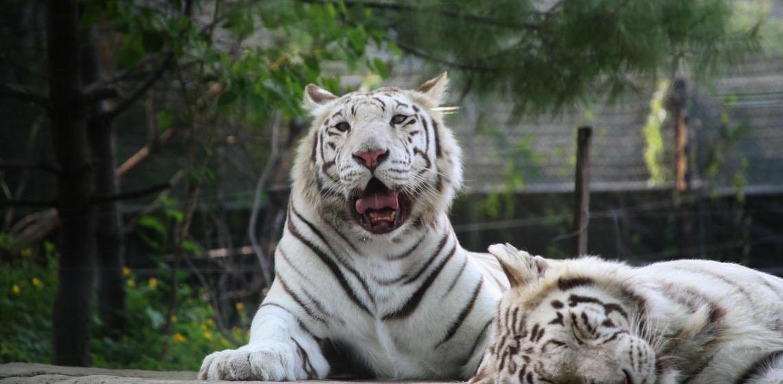 Três tigres brancos raros nascem em zoológico de Cotia em SP